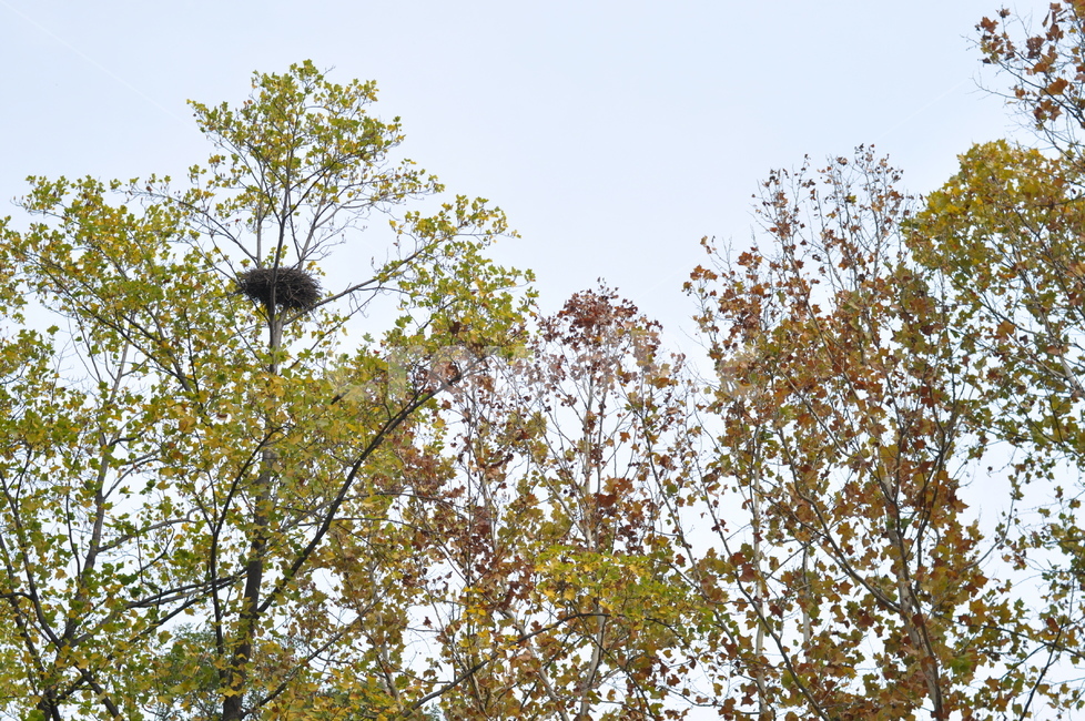 가을,나무,가을풍경,풍경,단풍,낙엽,가을,계절,fall,autumn,season,자연,풍경,nature,landscape