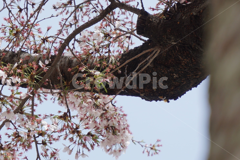 하늘,벚꽃잎,꽃잎지다,벚꽃나무,분홍,봄,봄,계절,spring,season,식물,자연,plants,nature,꽃,flower