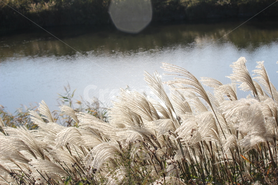 갈대,풀,식물,힐링,시골,강,가을,계절,fall,autumn,season,grass,잔디,plant,lawn,reed