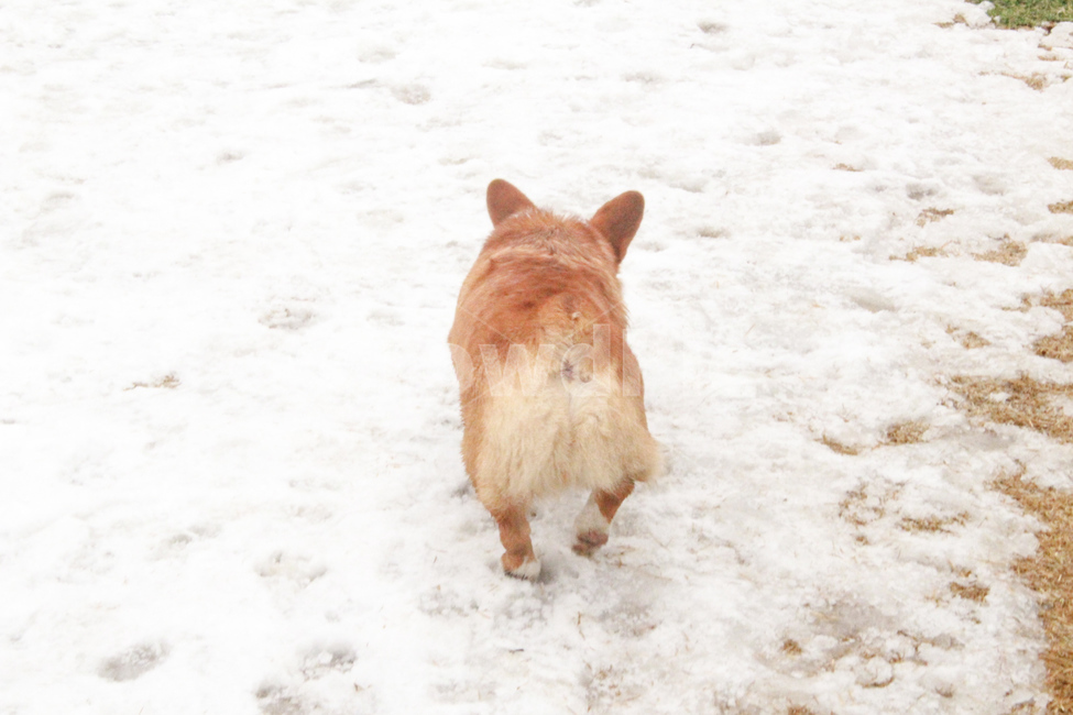 웰시코기,반려동물,강아지,코기,웰시,welsh,welshcorgi,corgi,dog,puppy,cutepuppy,doggy,멍멍이,댕댕이,웰시코기엉덩이,겨울,계절,winter,season,동물,animal,포유류,mammal,개,강아지,dog,doggy