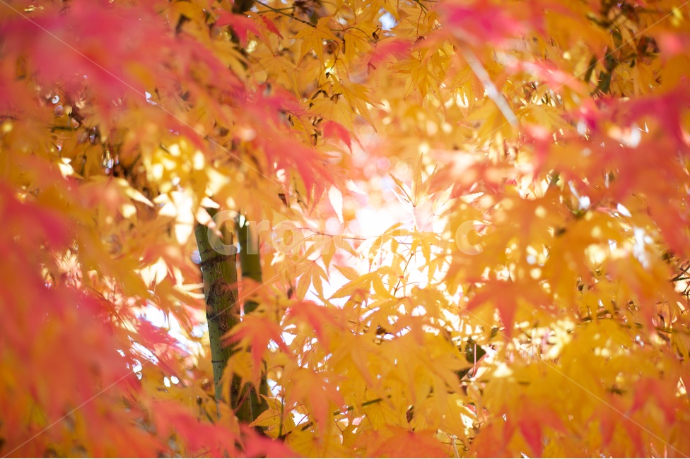 가을,단풍,빛,autumn,maple,light,가을,계절,fall,autumn,season,식물,자연,plants,nature