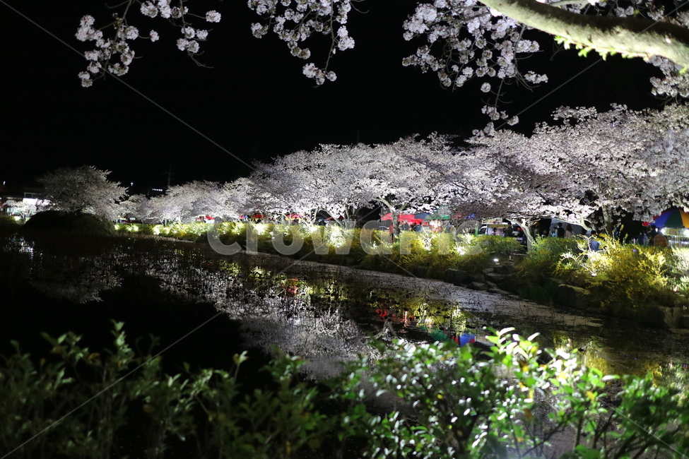plant,flower,blossom,식물,꽃,벚꽃,연화지,김천연화지,김천,야경,호숫가,호수지,호수,봄,봄야경,벚꽃야경