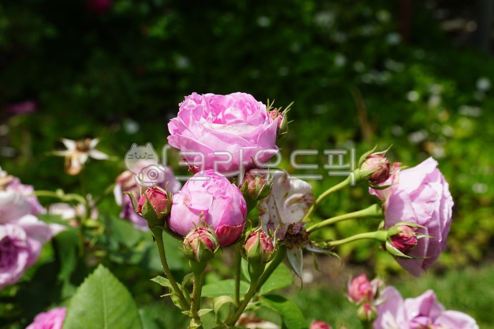 장미,장미꽃,꽃,꽃잎,식물,장미축제,장미공원,공원,자연,들장미,5월,봄,봄꽃,초여름,flower,rose,petal