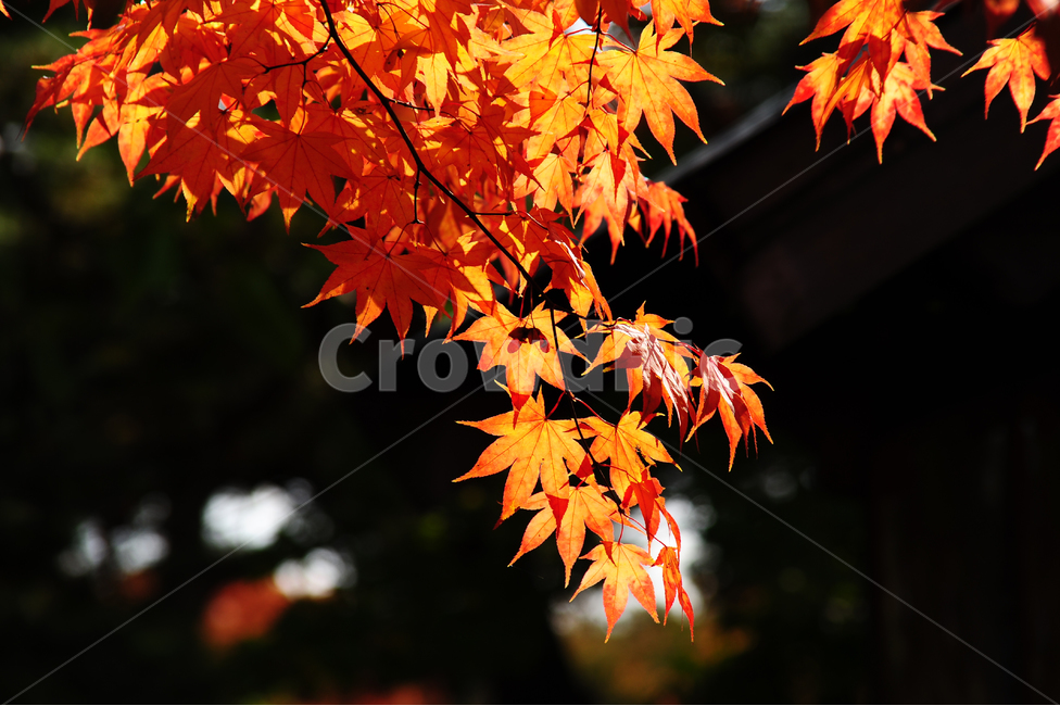 단풍,햇살,주황,가을,초록,가을,계절,fall,autumn,season,식물,자연,plants,nature,leaf,잎,plant,tree,나무,maple