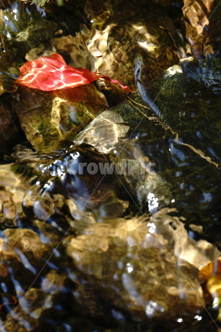 water,물,단풍,시내,남산