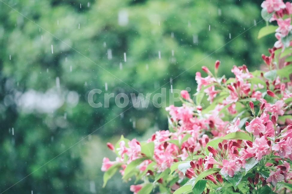 비,rain,보케,꽃,flower,감성,봄,계절,spring,season,식물,자연,plants,nature,꽃,flower,감성,sensible,feeling,비,비오는날,rain,rainy,geranium,제라늄,blossom,plant