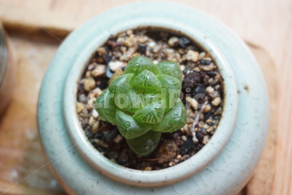다육이,화분,식물,다육,취미,실내용화초,화분,화초,house plant