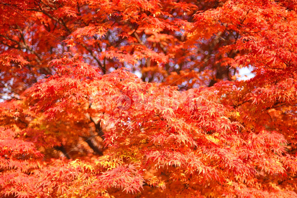 단풍,단풍잎,식물,단풍나무,가을,붉은,가을,계절,fall,autumn,season