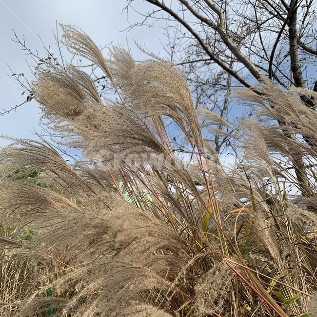 plant,식물,lawn,갈대,가을