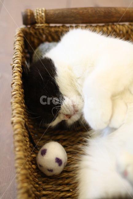 고양이,집사,애완동물,바구니,cat,animal,pet,동물,animal,포유류,mammal,고양이,cat,kitten,kitty
