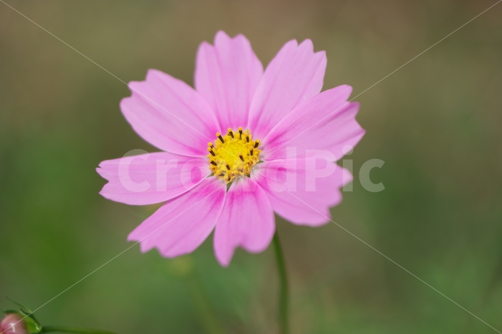 꽃,코스모스,flower,cosmos,분홍,pink,하늘공원,가을,계절,fall,autumn,season,식물,자연,plants,nature,꽃,flower,plant,blossom,petal,꽃잎