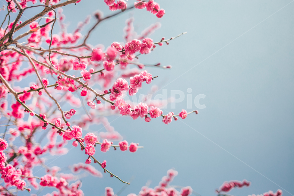 홍매화,매화,봄,꽃,핑크빛,spring,sky,flower,pink,plant,식물,감성,힐링,자연,봄,계절,spring,season,식물,자연,plants,nature,꽃,flower