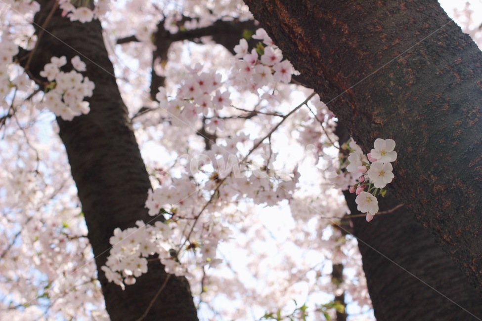 cherryblossom,벚꽃,벚꽃잎,벚꽃나무,꽃,flower,식물,plant,april,march,spring,봄,봄꽃,3월,4월,봄,계절,spring,season