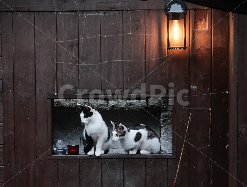 고양이,냥이,고냥이,고양이형제,호기심,시선,길고양이,귀여움,아깽이,동물,animal,포유류,mammal,고양이,cat,kitten,kitty,친구,우정,friendship,companion