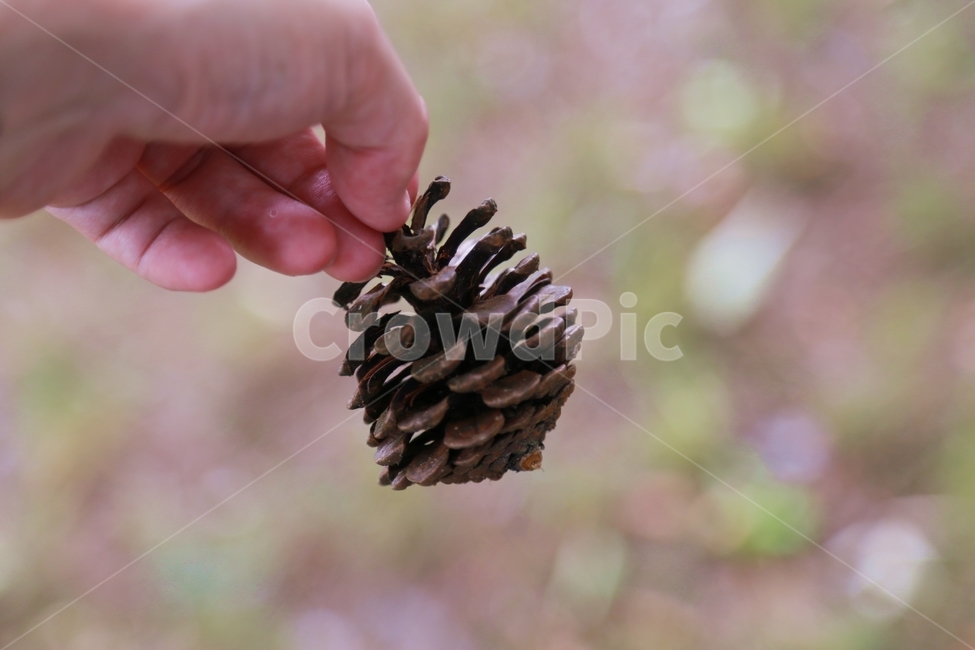 솔방울,손,솔방울한톨,소나무씨앗,솔방울모양,버