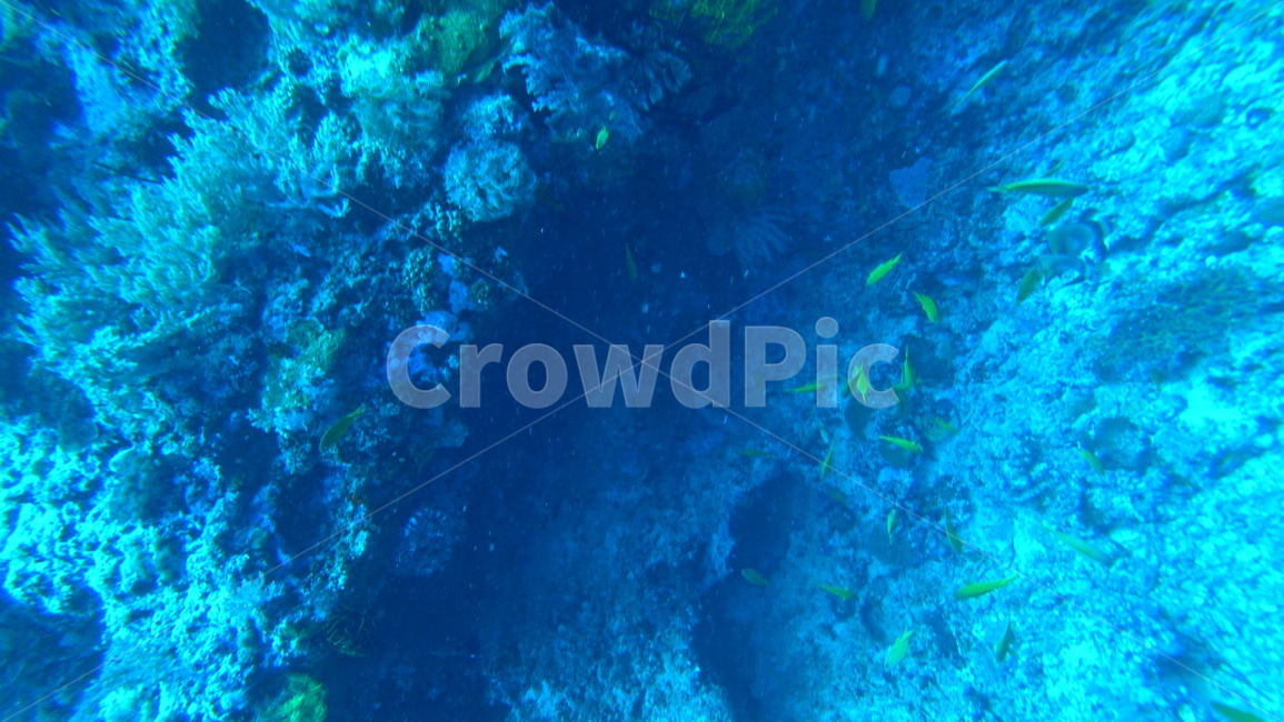 water,물,sea,바다,nature,자연,ocean,대양,해양생물,reef,암초,animal,동물,scubadiving,스쿠버다이빙,sport,스포츠,해양스포츠,sealife,coralreef,물고기,fish