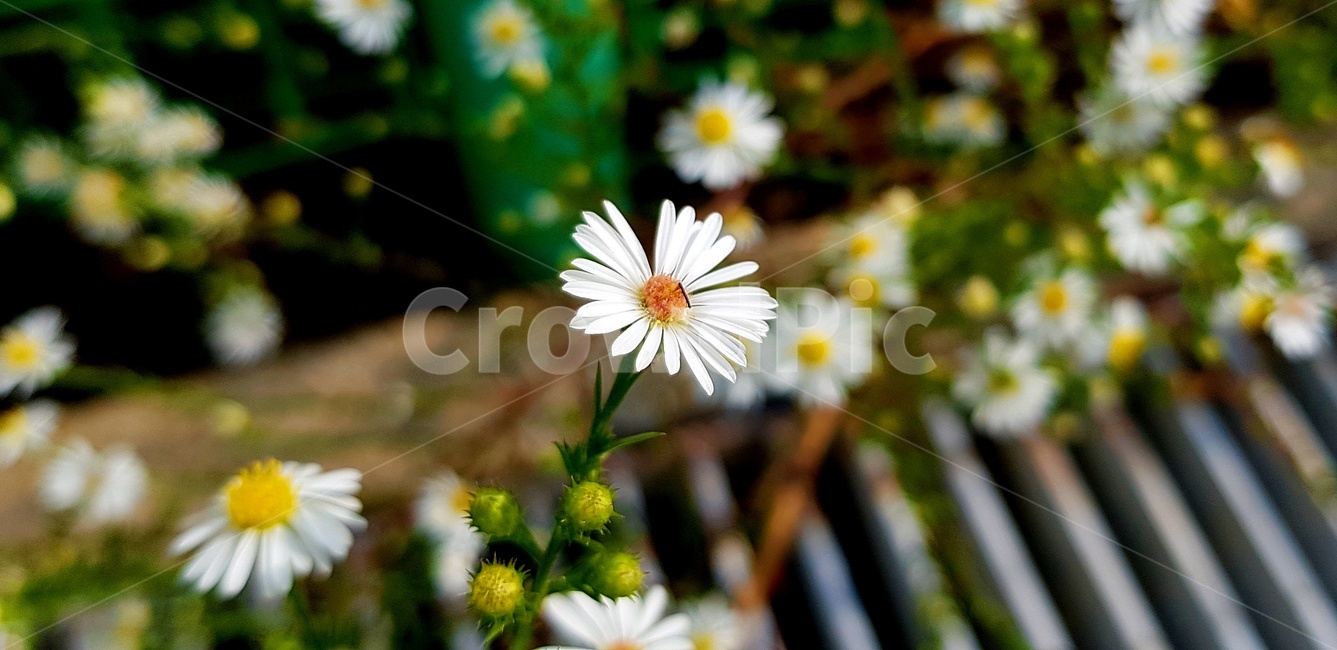 꽃,작은꽃,하얀꽃,개망초꽃,자연,식물,하수구,식물,자연,plants,nature,꽃,flower