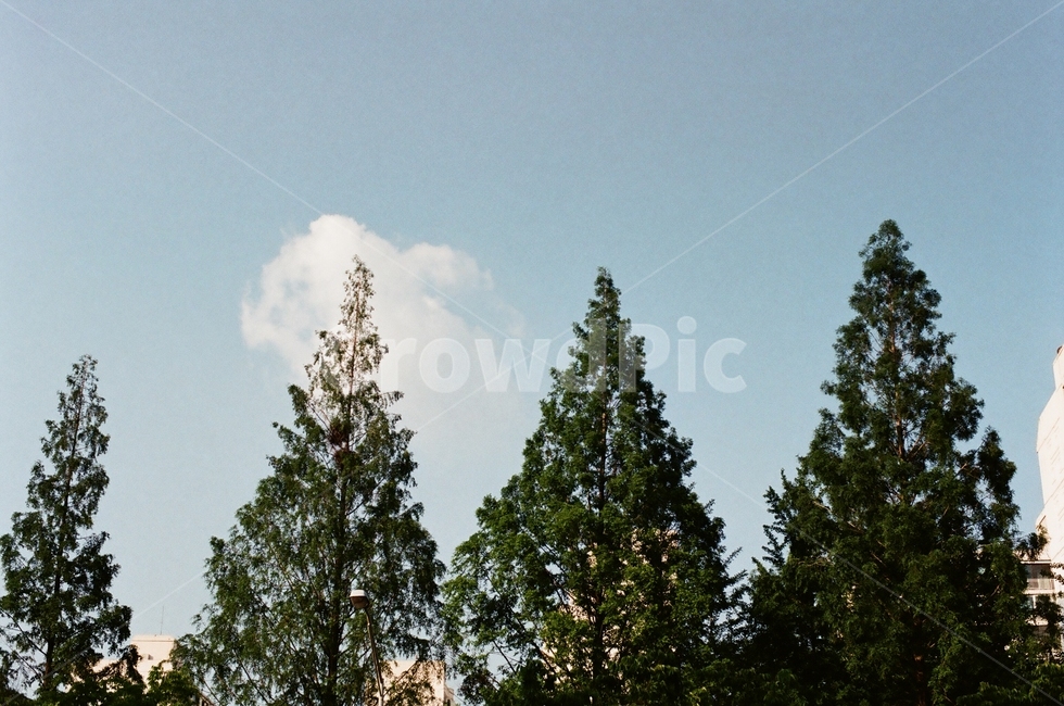 나무,초록,구름,파란하늘,쌍둥이나무,푸른하늘,자연,풍경,nature,landscape,tree,plant,식물,fir,전나무