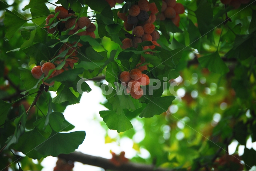 은행,열매,여름,약욕식물,나무,식물,자연,plants,nature,과일,열매,fruit