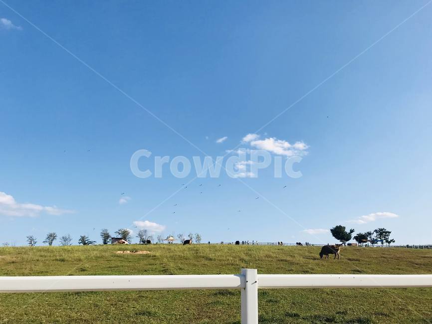 목장,소,연날리기,하늘,잔디,자연,풍경,nature,landscape,field,들,grassland,목초지,outdoors,옥외