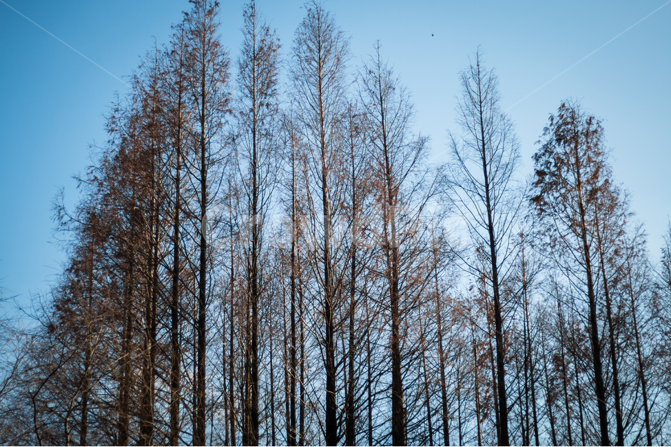 풍경,하늘,나무,식물,거리,길거리,street,tree,자연,풍경,nature,landscape,식물,plants,나무,trees,wood,plant,fir,전나무