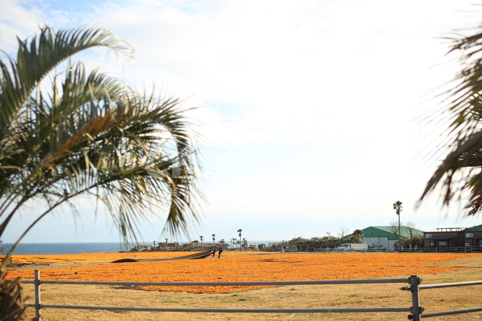 귤피,신산,tree,나무,식물,arecaceae,palmtree,야자수,겨울,바다