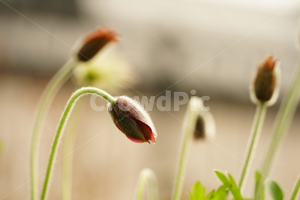 꽃,플라워,할미꽃,자연,접사,식물,생명,접사사진,풍경,꽃사진,flower,봄꽃,계절,봄,계절,spring,season,식물,자연,plants,nature,꽃,flower,감성,sensible,feeling,plant
