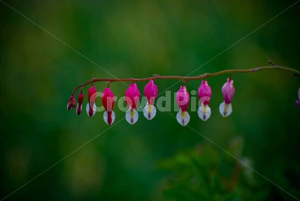 금낭화,빨간꽃,종,흰색잎,식물,꽃,녹색잎,plants,식물,자연,plants,nature,꽃,flower
