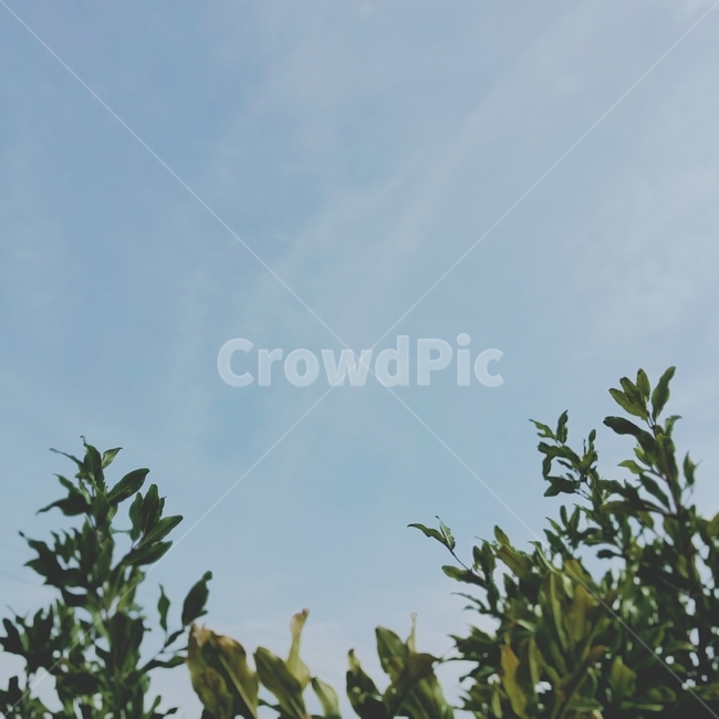 plant,식물,tree,나무,하늘,sky