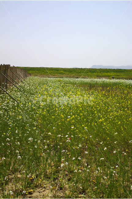 유채꽃,꽃밭,식물,flower,color,하늘,풍경,자연,자연,풍경,nature,landscape,field,들,grassland,목초지,outdoors,옥외,meadow,farm,농장,rural,농촌