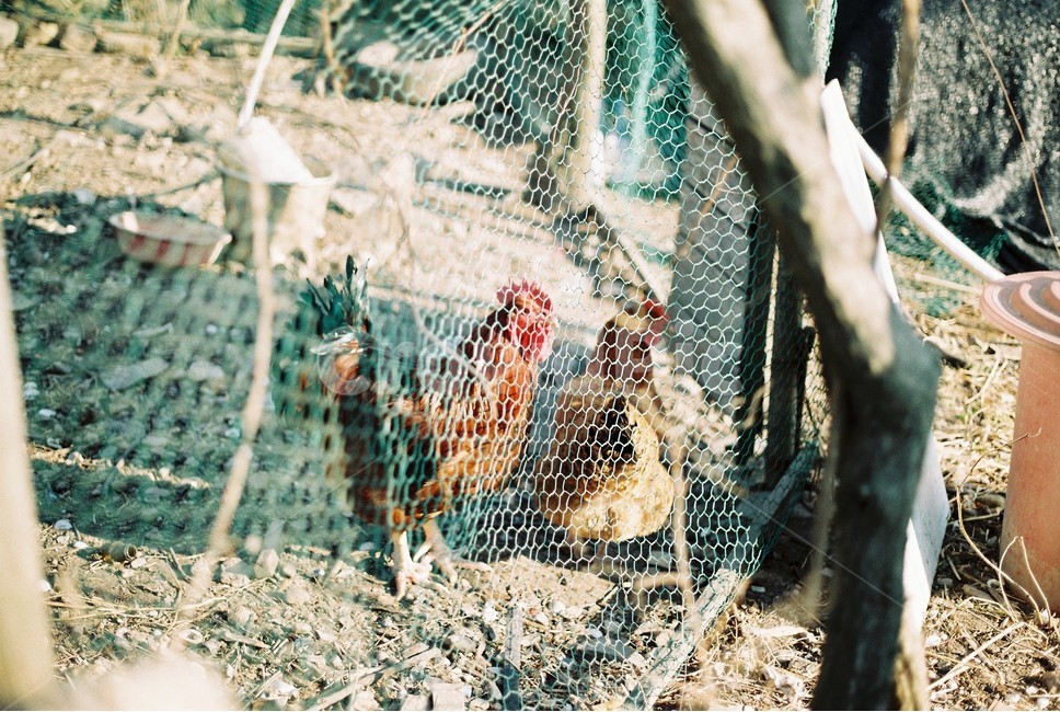 낙안읍성,민속마을,조선,치킨,필름카메라,닭,chicken,초가집,film,순천,낙안,성곽,마을,oldtown,old,동물,animal,조류,새,birds