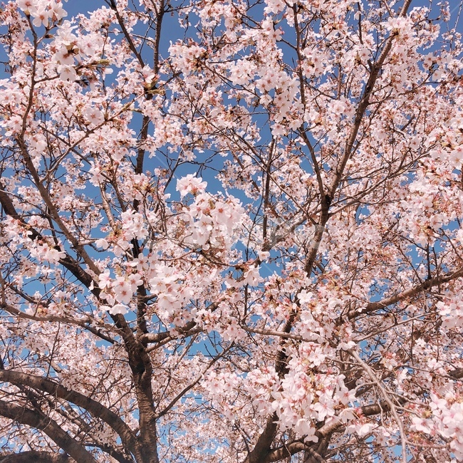 벚꽃,꽃,핑크,벚나무,봄,나무,자연,spring,cherryblossom,season