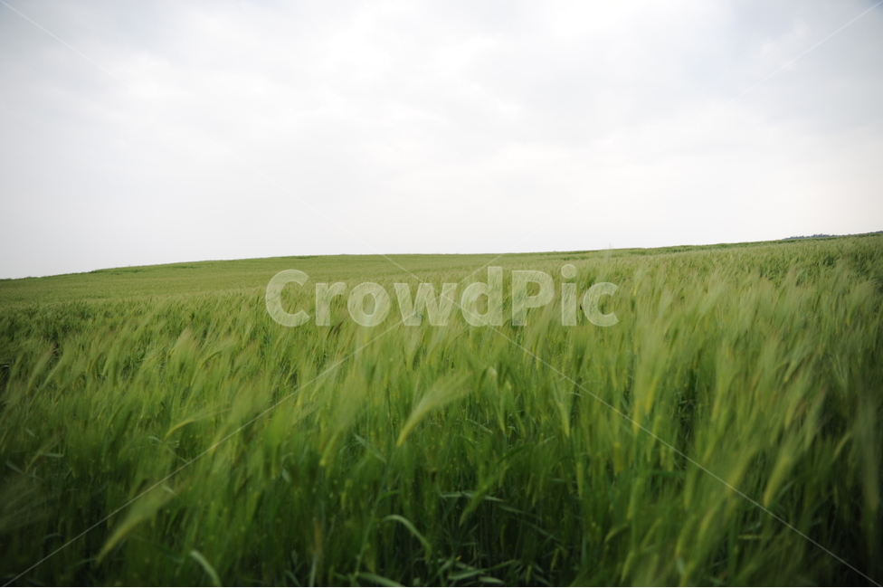 들,목초지,옥외,보리밭,outdoors,자연,풍경,nature,landscape