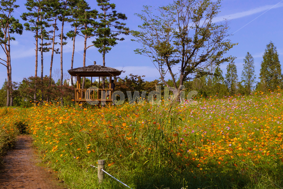 outdoors,옥외,nature,자연,flower,꽃,blossom,상동호수공원,나무,tree,코스모스,정자