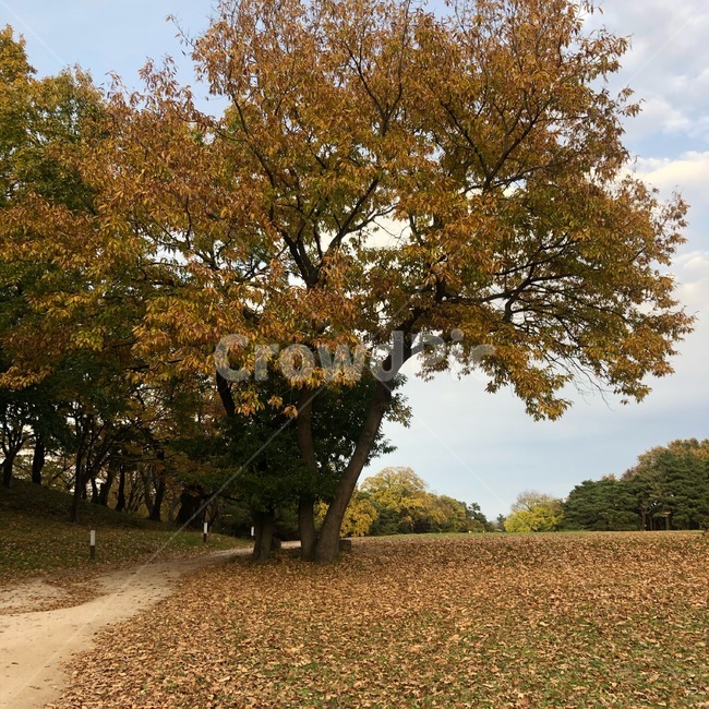 tree,나무,plant,식물,treetrunk,가을나무,단풍나무,풍경,가을풍경,autumn,fall,maple,나뭇잎,leaf