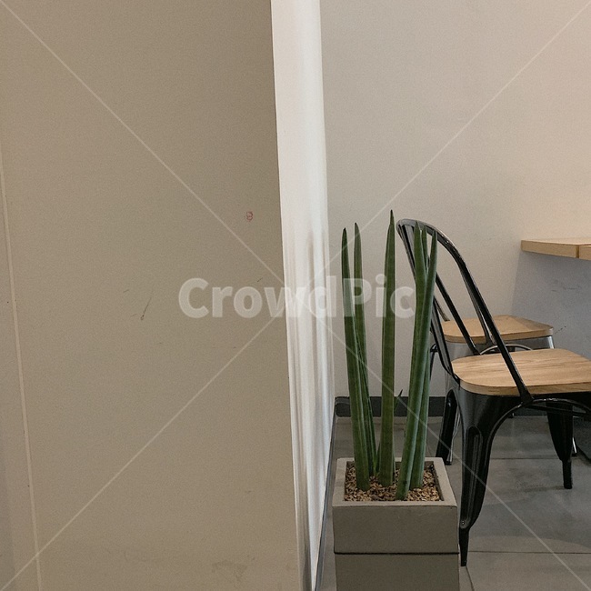 카페,알로에,흰벽,인테리어,화분