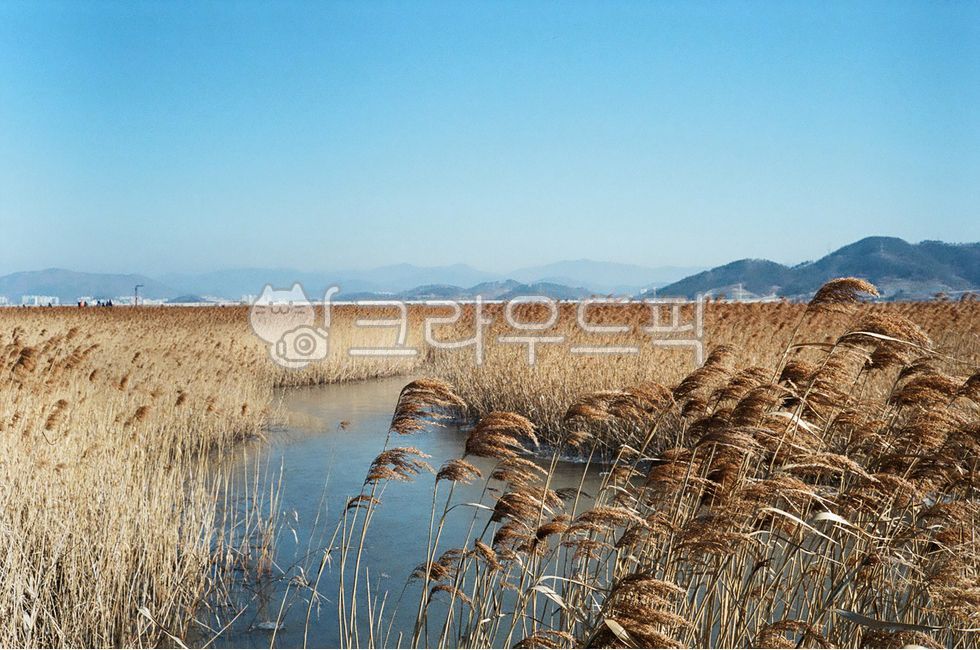 풍경, 경치, landscape, 억새, slivergrass, 사진,이미지,일러스트,캘리그라피 - nariphoto작가