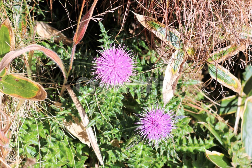꽃,노란꽃,보라꽃,봄,이쁜꽃,꽃,flower