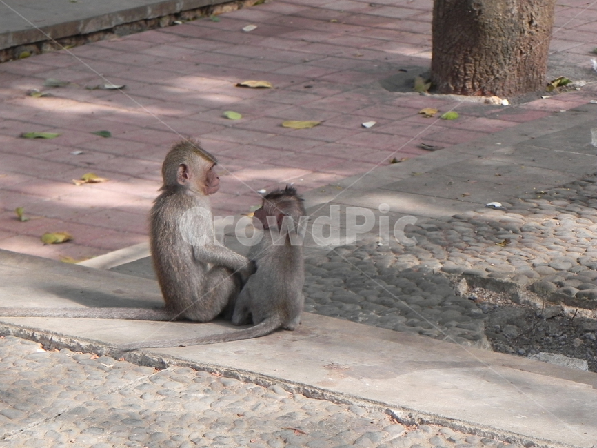 원숭이,동물,멍키,monkey,형제,아기원숭이,동물,animal,포유류,mammal