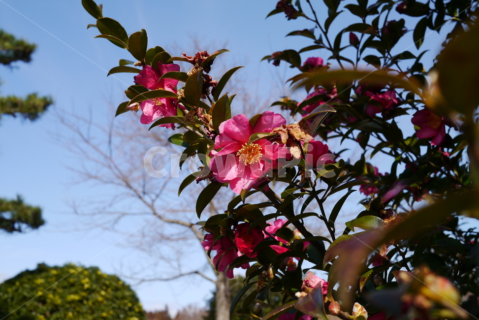 제주,꽃,봄,여름,동백꽃,식물,자연,plants,nature,꽃,flower