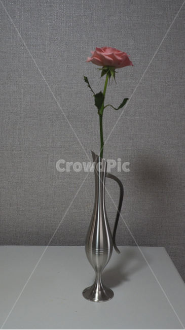 꽃,장미,분홍색,flower,rose,blossom,식물,자연,plants,nature,꽃,flower