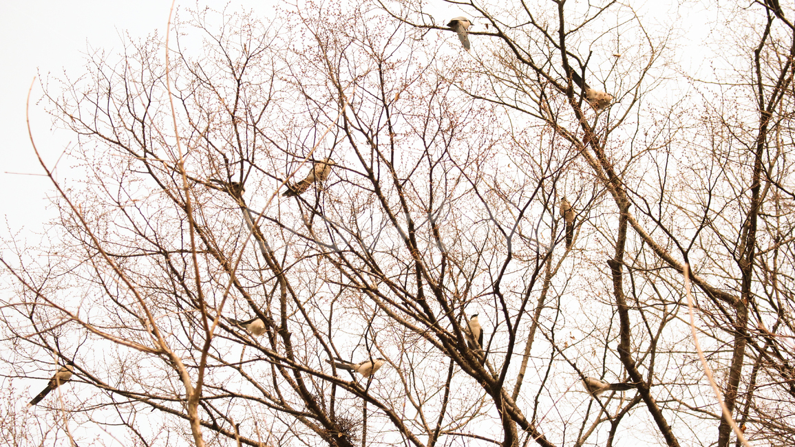 새,animal,동물,나무,무리,bird,감성