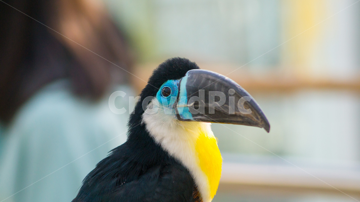 bird,새,animal,동물,새박물관,동물,animal,조류,새,birds