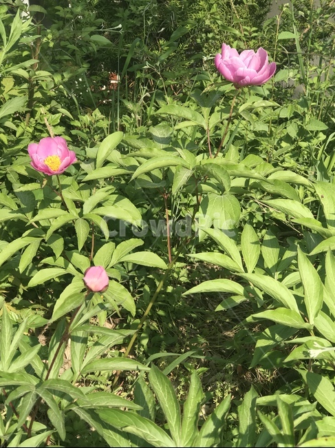 plant,식물,꽃,flower,작약,peony