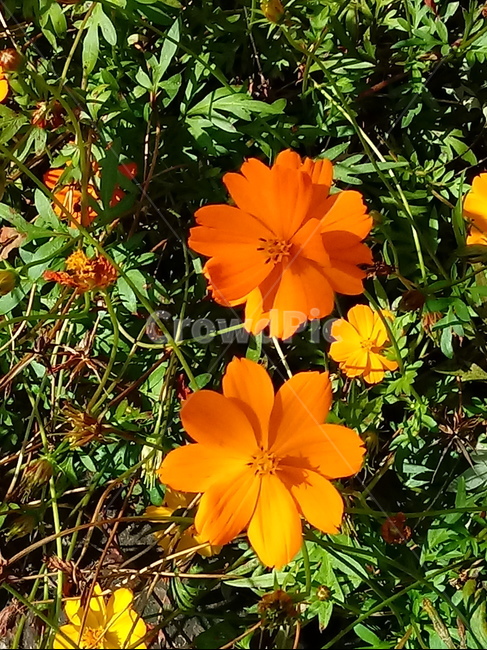 코스모스,꽃,가을꽃,commoncosmos,추영,길국화,식물,plant,식물,자연,plants,nature,꽃,flower