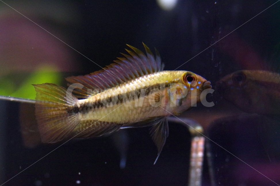 물고기,아피스토그라마,관상어,열대어,fish,tropicalfish,apistogramma,ornamentalfish,동물,animal,어류,물고기,fish