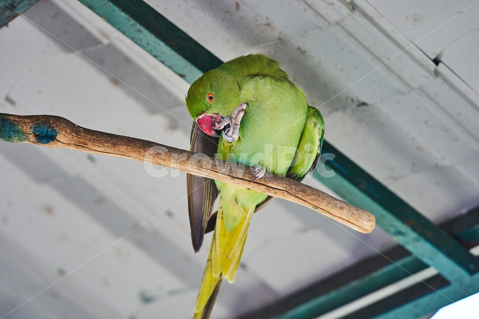 조류,앵무새,나뭇가지,새,부리,동물,animal,조류,새,birds
