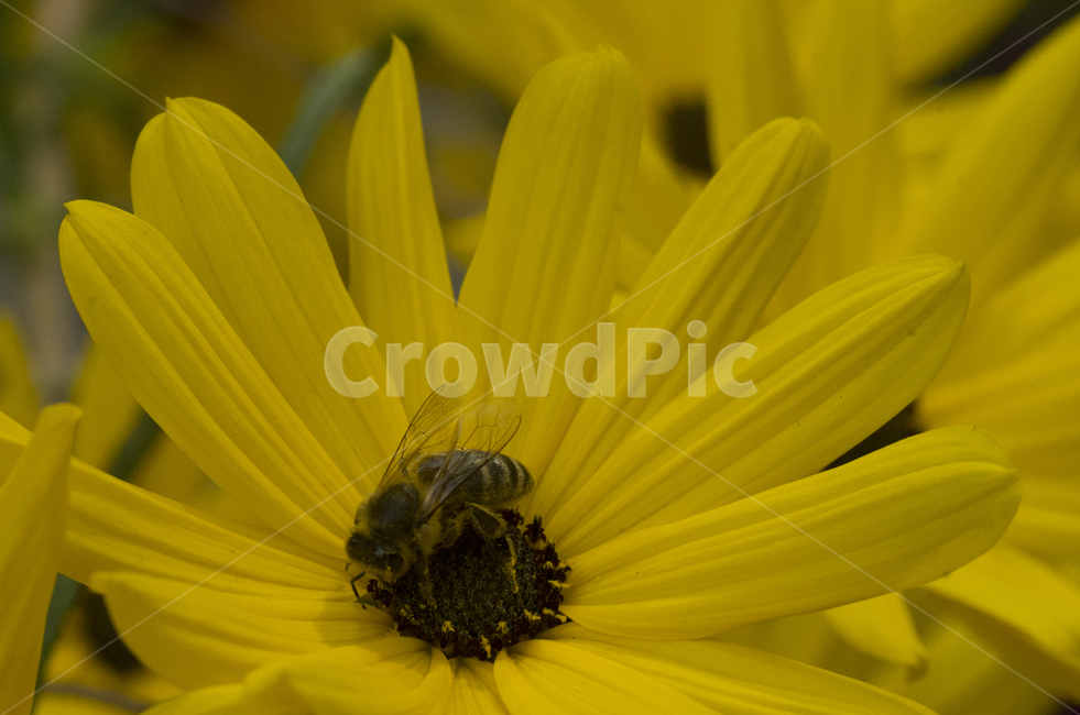 꿀벌,honeybee,곤충,벌,동물,animal,insect,노란꽃,노랑꽃,가을꽃,가을곤충