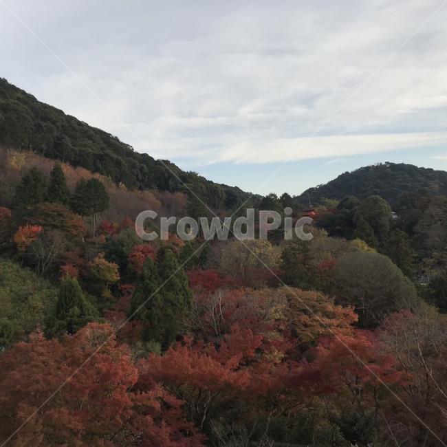단풍나무,숲,가을,maple,forest,fall,자연,nature