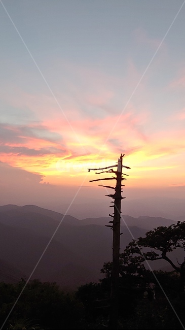 주목나무,노을,정상,고목,산,저녁,자연,풍경,nature,landscape,outdoors,옥외,sky,하늘